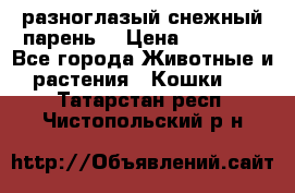 разноглазый снежный парень. › Цена ­ 10 000 - Все города Животные и растения » Кошки   . Татарстан респ.,Чистопольский р-н